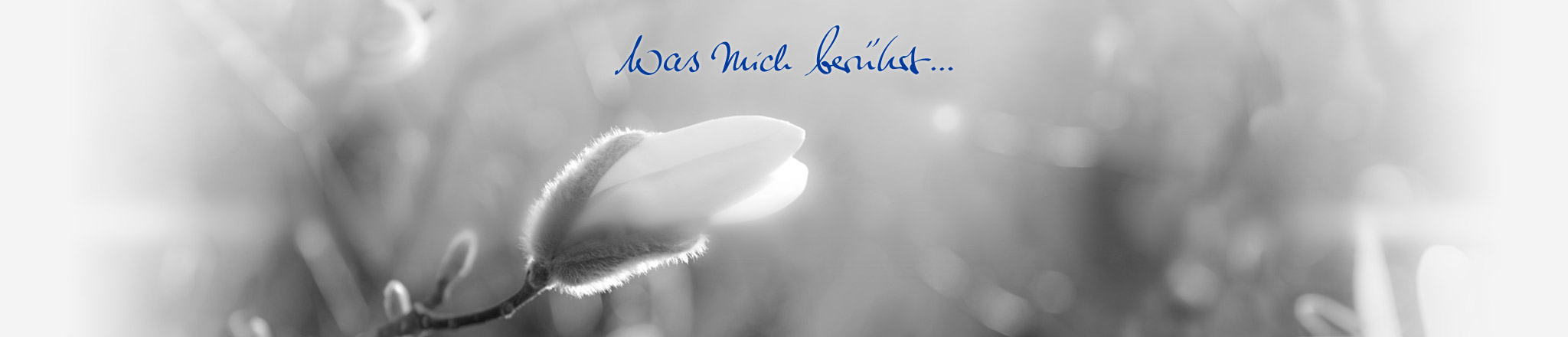 Baumknospe, die sich gerdade öffnet