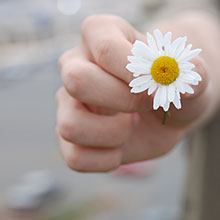 Hand mit Gänseblümchen